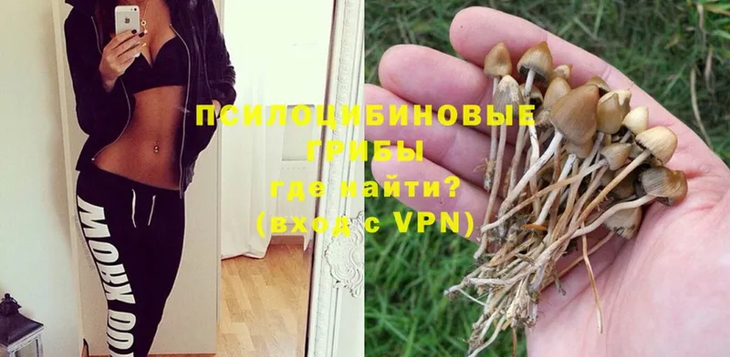 где найти   Северск  Псилоцибиновые грибы Magic Shrooms 